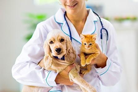 vet with cat and dog