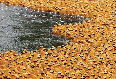 04-18-12-ducks-swimming.jpg